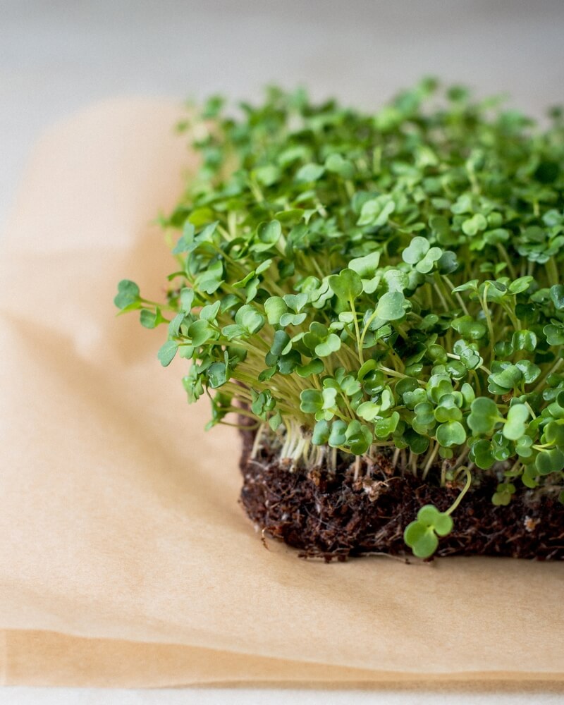 Arugula microgreens grown in a separate container, macro shot.