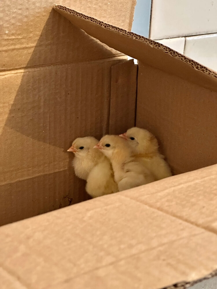 Baby chickens are huddling for warmth in a cardboard box.