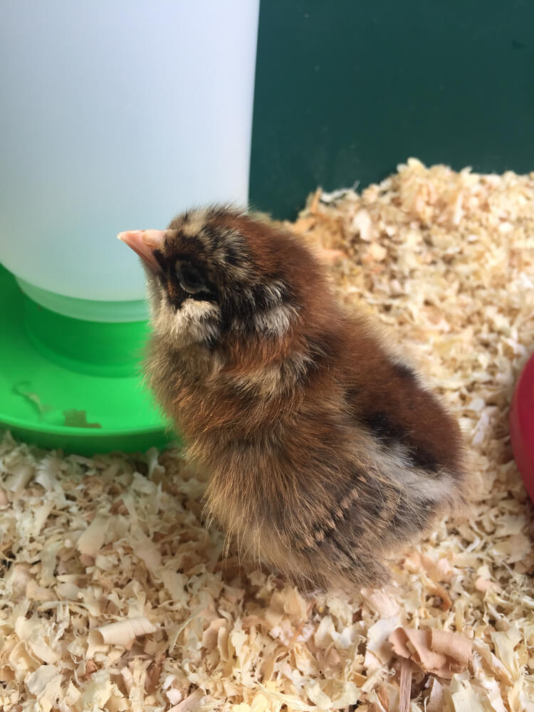 A baby Easter Egger chick in the brooder is getting a drink.