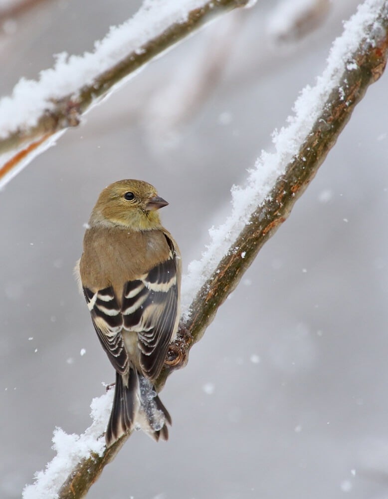 Beautiful American goldfinch bird perched on a snowy tree branch.