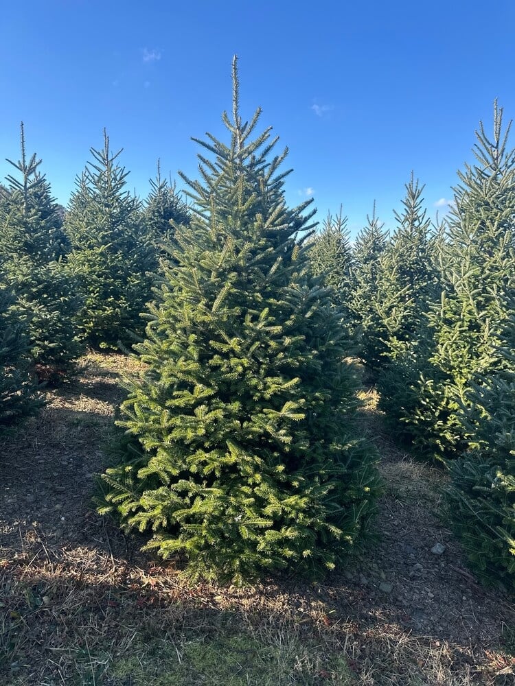 Beautiful Fraser fir Christmas tree amidst rows of evergreens on a charming Christmas tree farm.