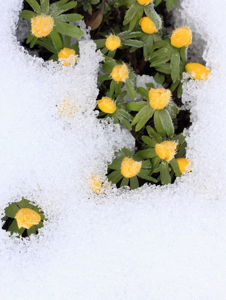 Beautiful winter aconite (Eranthis hyemalis) in snow.