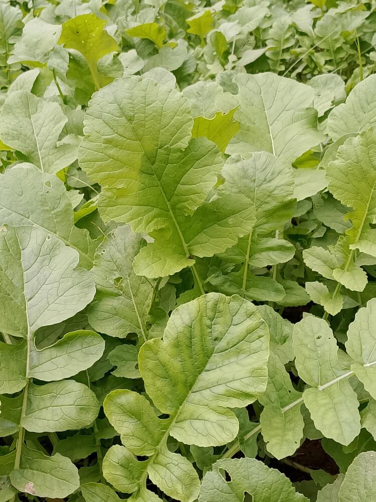 There is a big field of turnip, or Brassica rapa subsp. rapa.