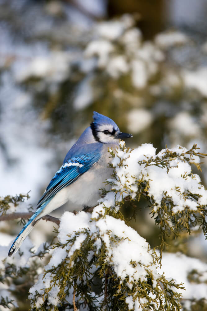 Blue jay in juniper tree during winter in Marion, Illinois, USA.