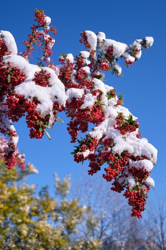 Bright red berries of pyracantha (firethorn) under snow.