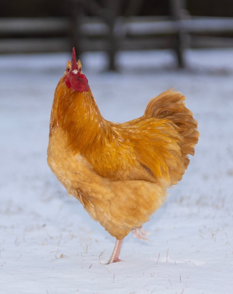 The Buff Orpington rooster is free-ranging on the pasture, looking at the camera on a winter day with snow.