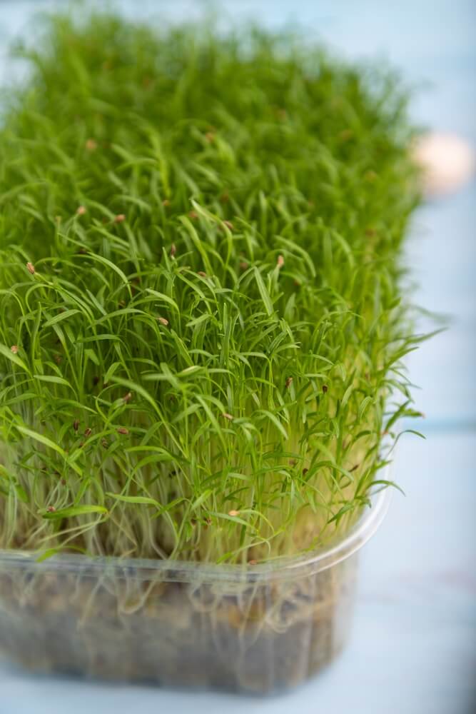Carrot microgreens on a blue wooden background, side view, close-up, selective focus.