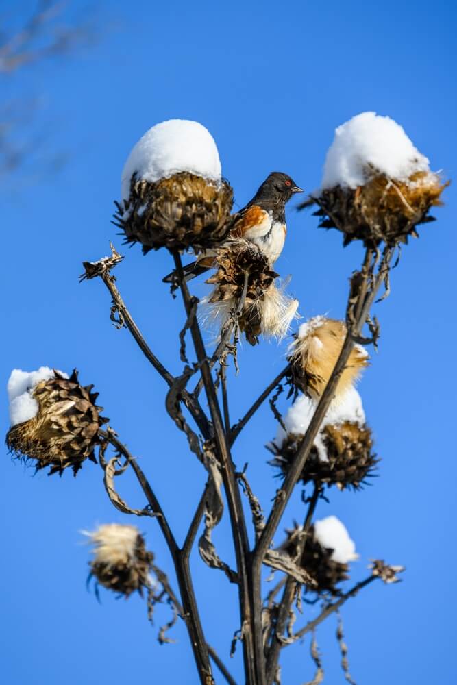 Cheerful towhee perched on an artichoke plant flowerhead feeding on seeds on a snowy winter day.