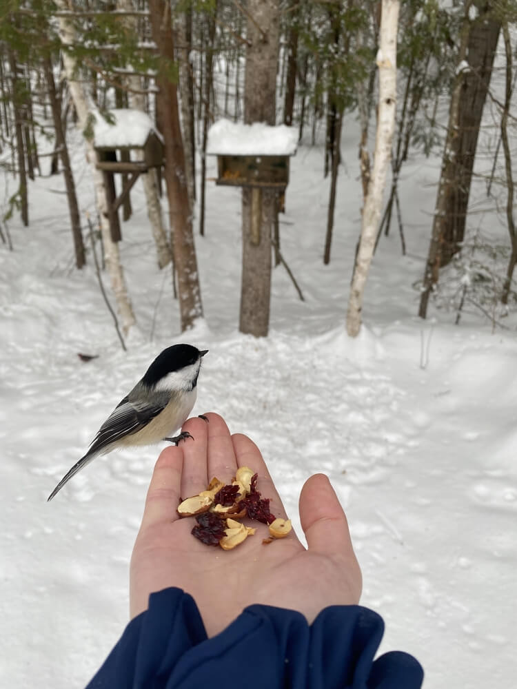 Chickadee feeding from hand in winter in the backyard by bird feeder.