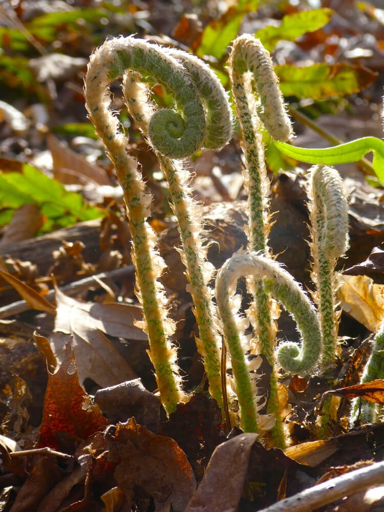 Christmas fern (Polystichum acrostichoides) unfurling in spring.
