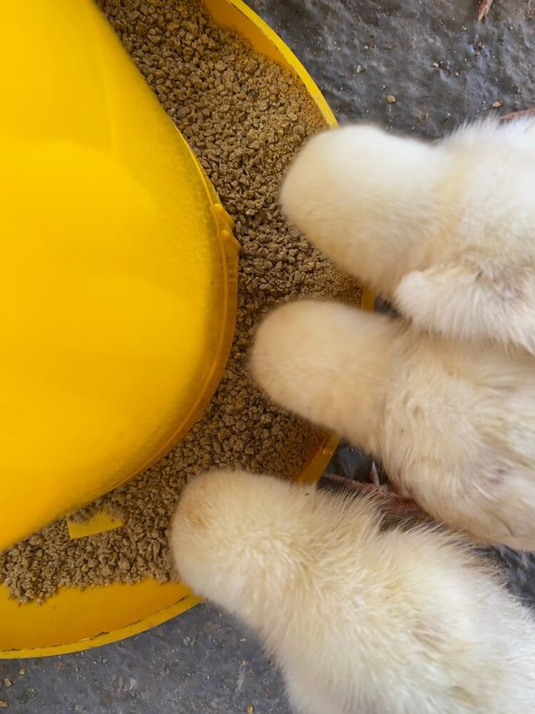 A close-up of baby chicks on a poultry farm with wet feathers is eating lunch.