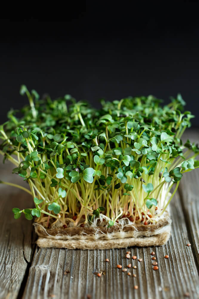 Close-up of daikon microgreens with seeds and roots on jute grow mats.