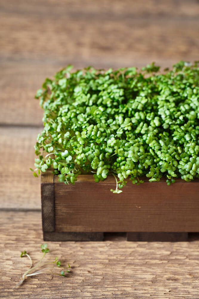 Close-up of mustard microgreens with green leaves and stems sprouting at home.