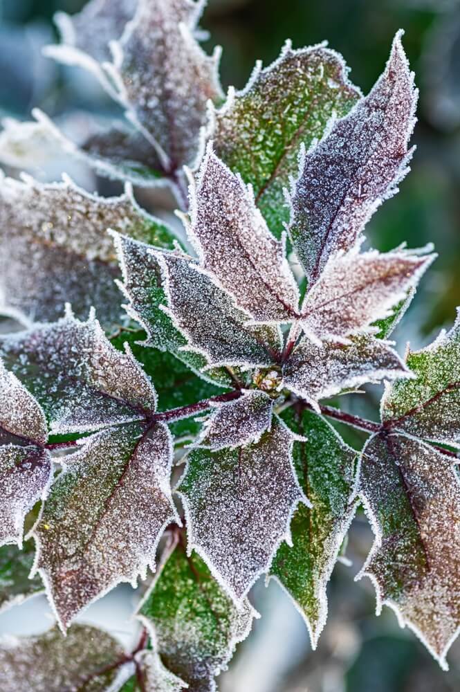 Close-up macro of Mahonia aquifolium leaves covered with frost crystals in winter.