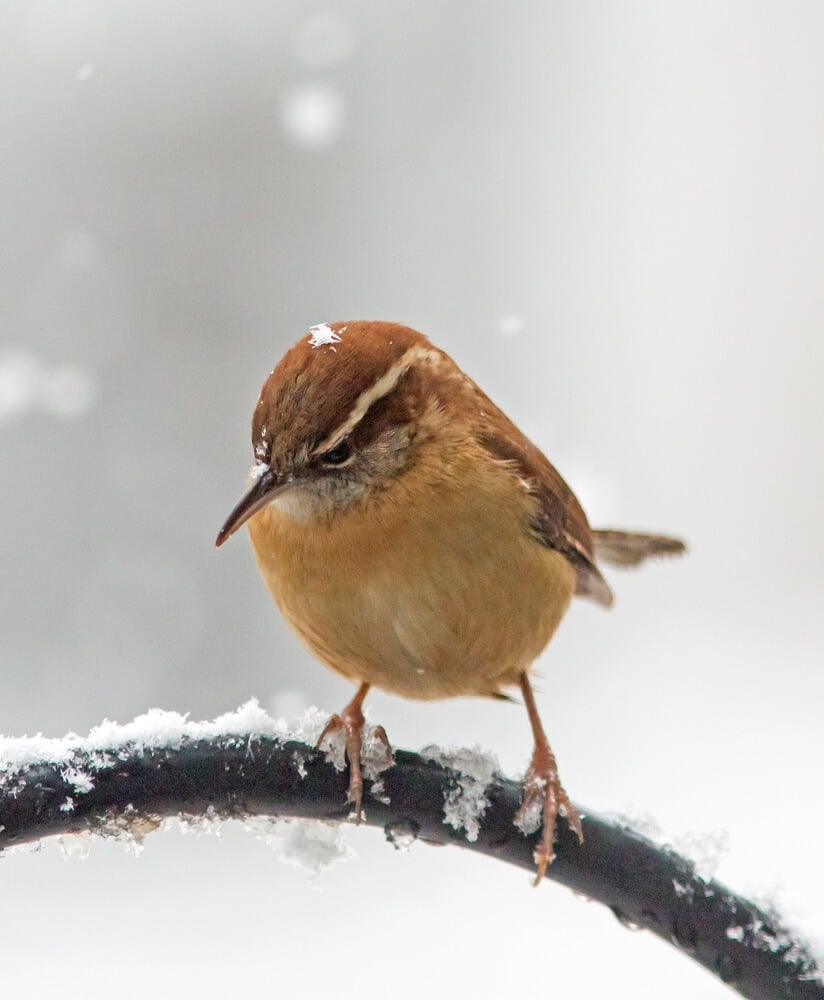 Closeup of a Carolina wren braving a rare southern snowstorm.