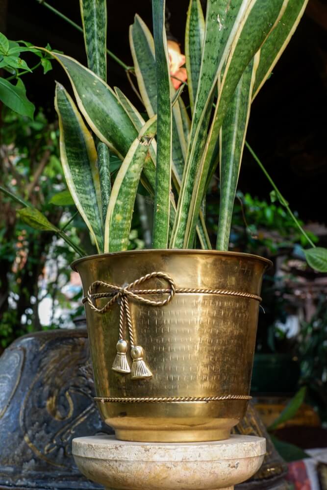 A close-up of a Sansevieria is in a decorative golden pot on a stone pedestal.