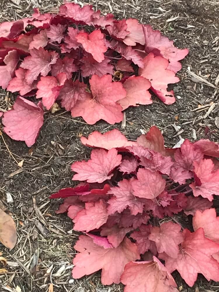 Coral bells (Heuchera) in the fall or winter garden.