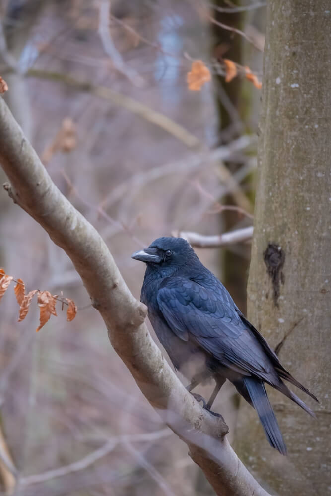Crow perched on a branch of a tree in autumn.