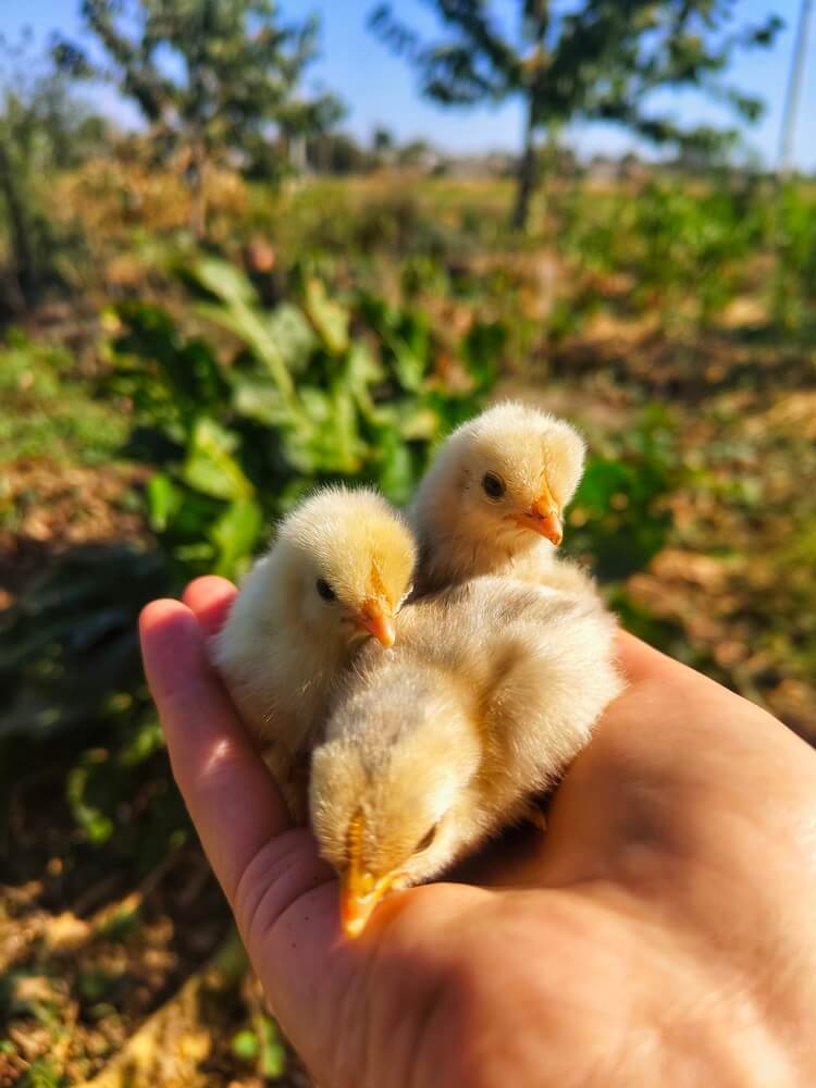 Cute yellow chicks are in the palm of your hand.
