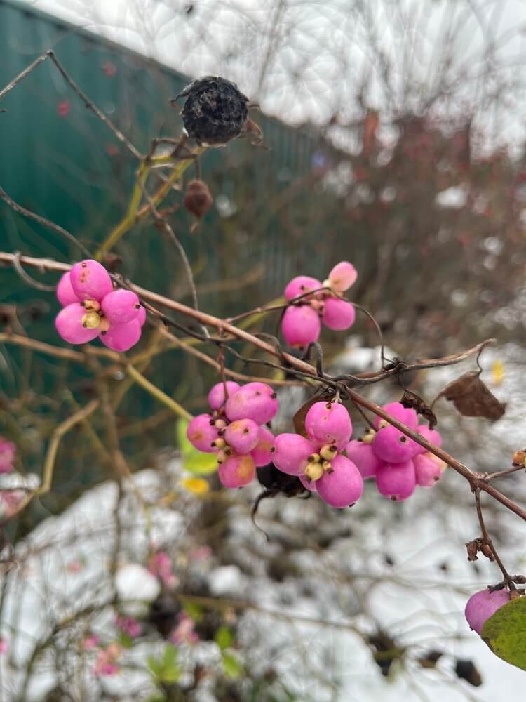 Deciduous Symphoricarpos albus magic berry shrub with pink berries on a snow background.