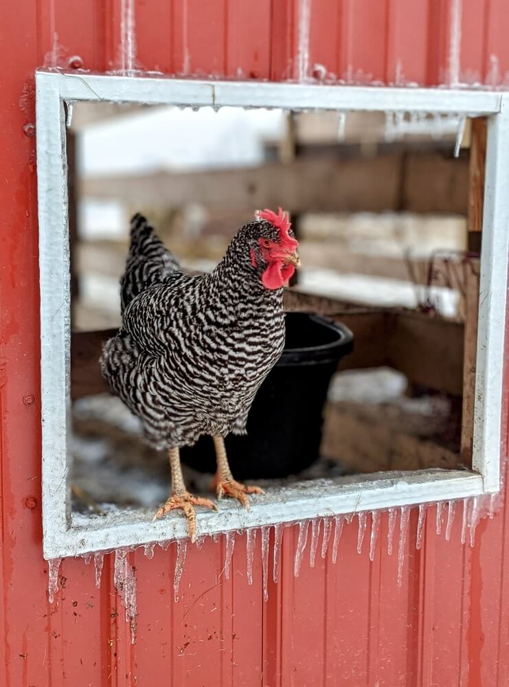 The Dominique hen is in a winter wonderland.