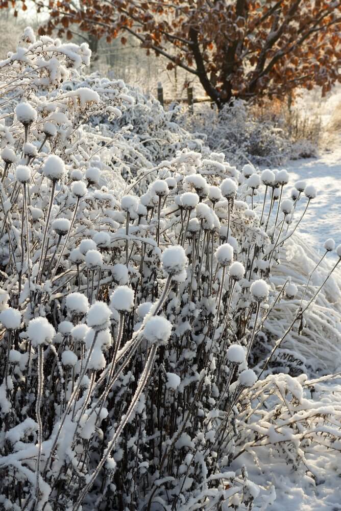 Dried seed heads of purple coneflower (Echinacea purpurea) with snow in a winter garden.