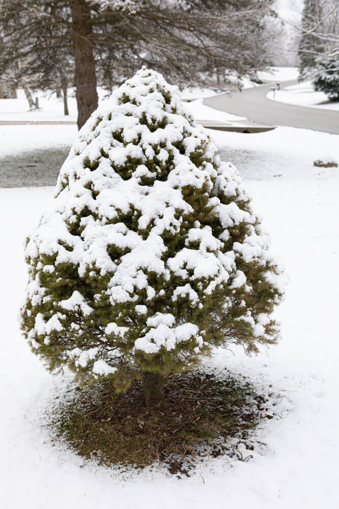 Dwarf pine covered in snow roadside in Wisconsin.