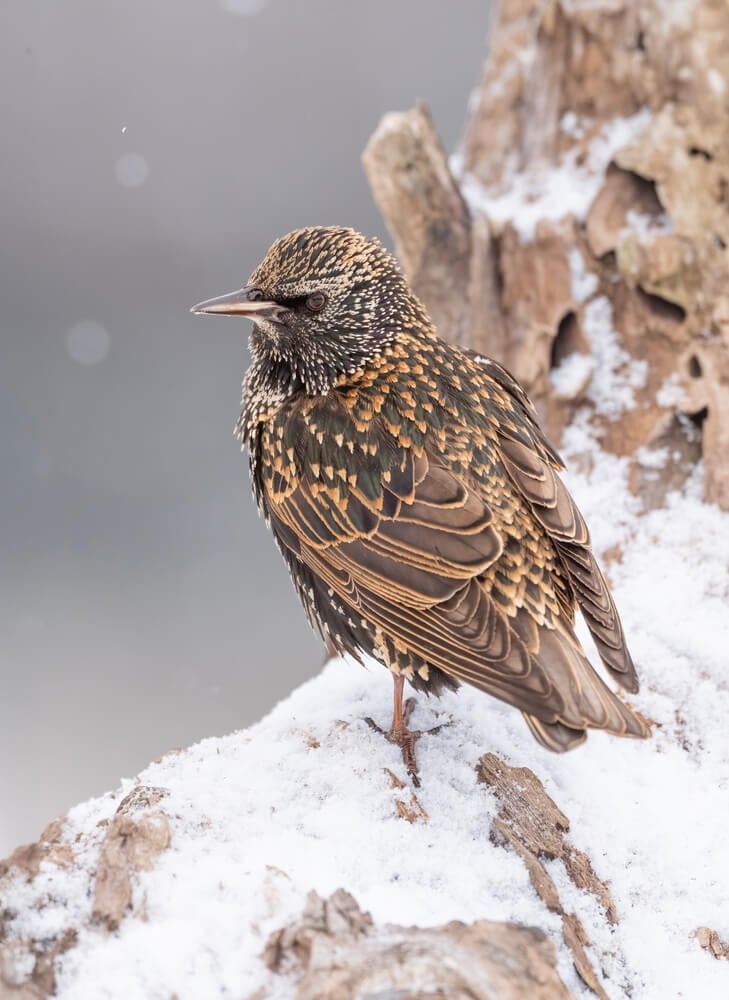 European starling perched on a branch in the falling snow.