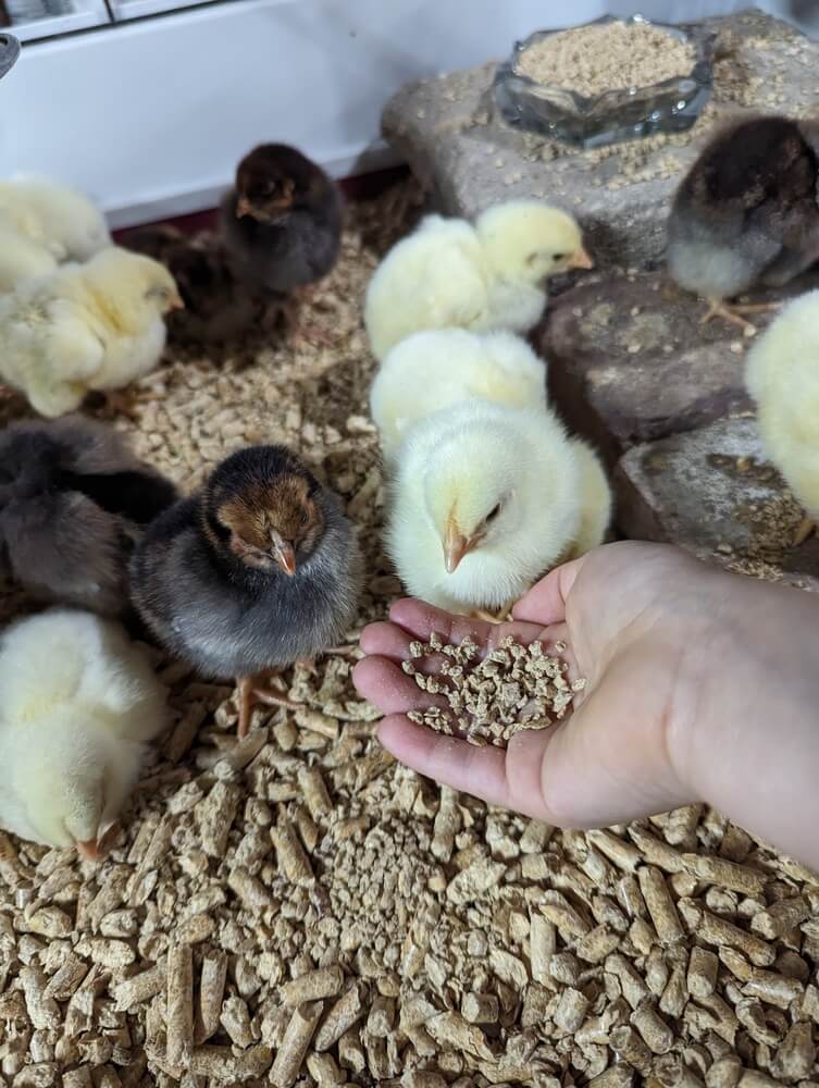 Feeding some hungry baby chicks.