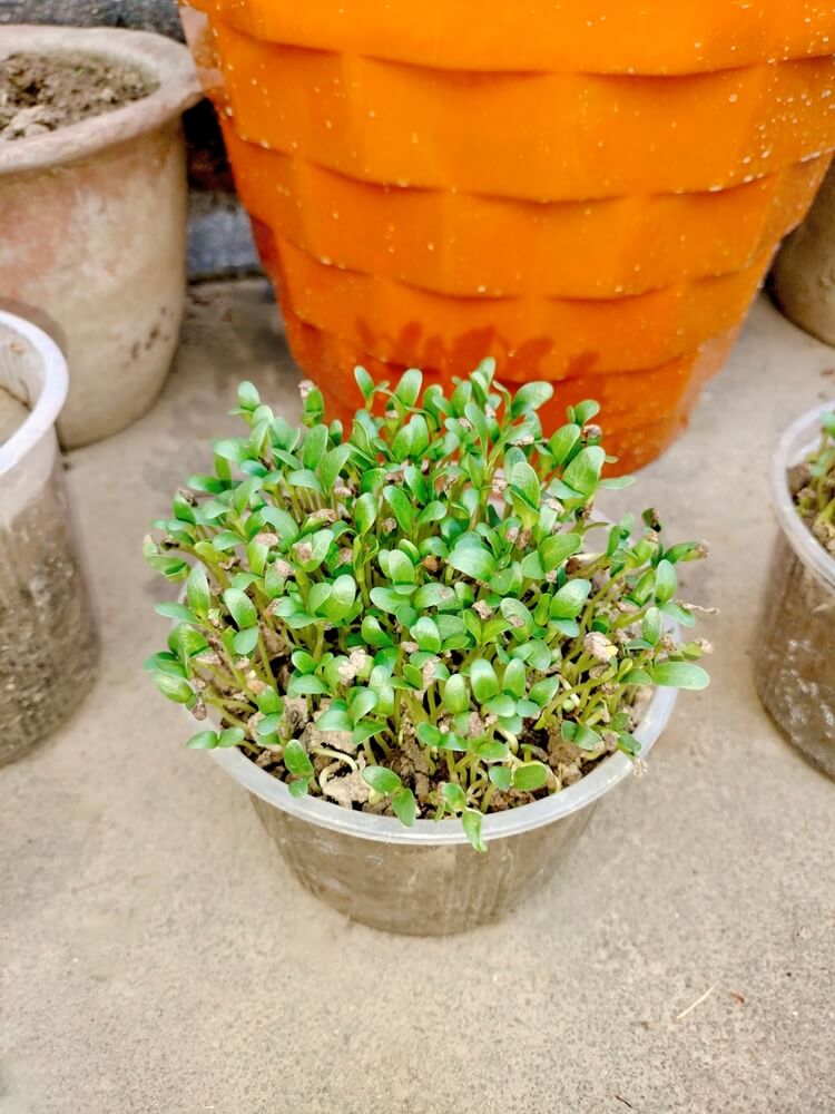 Fenugreek microgreens plants in a pot, growing methi microgreens.