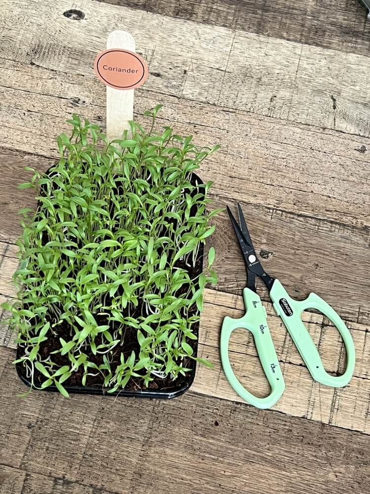 Flatlay of fresh coriander microgreens.