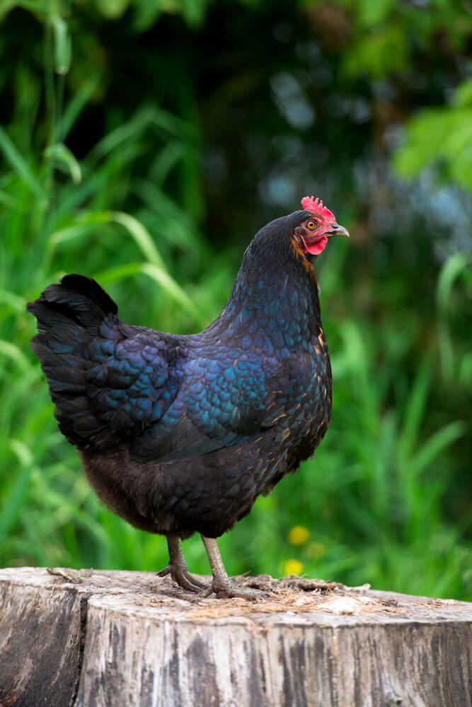 A free-range black Jersey Giant chicken is standing on a stump in lush grass, looking for insects.