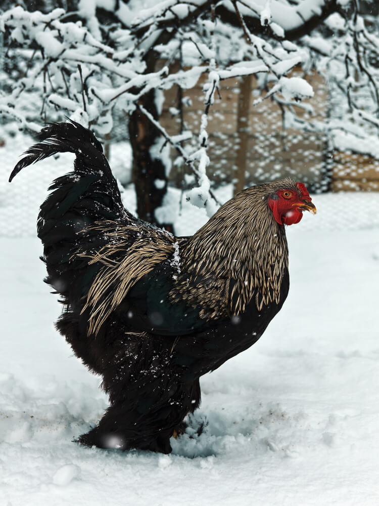 A free-range Brahma cock is in a snowy backyard during winter.