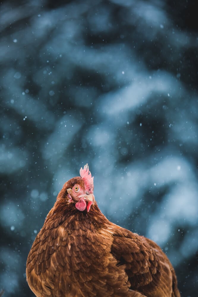 A portrait of a free-range domestic chicken is taken outside during a winter storm.