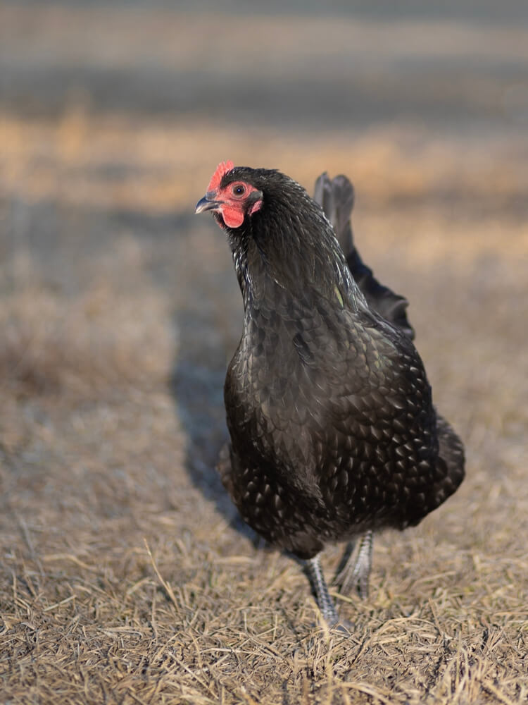 A free-ranging Australorp chicken female is coming toward the camera on a grassy field in winter.
