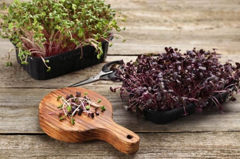 Fresh radish microgreens with a board and scissors on a wooden table.
