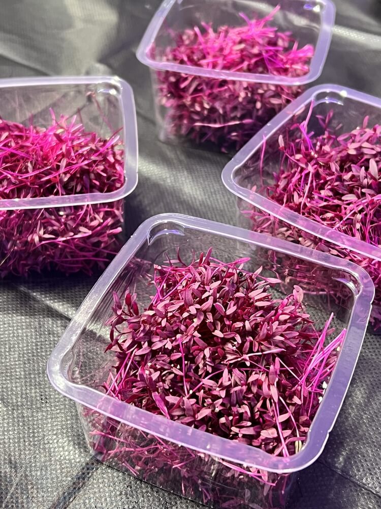Freshly harvested healthy amaranth microgreens.