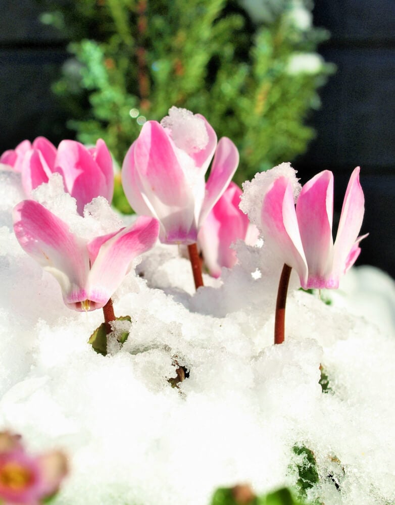 Gorgeous pink winter heather flowers growing underneath fresh snow.