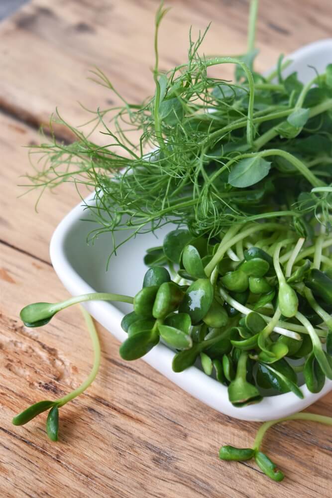 Healthy food: fresh microgreens of sunflower and peas on a white plate.