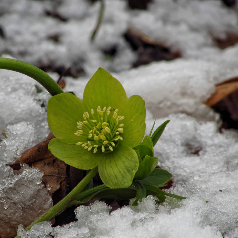 Helleborus odorus in winter.