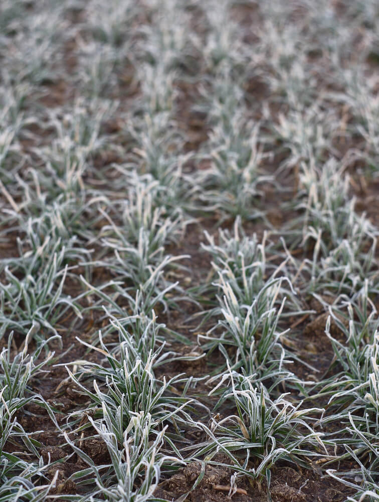 Hoarfrost is covering the winter rye bushes during the morning frost.