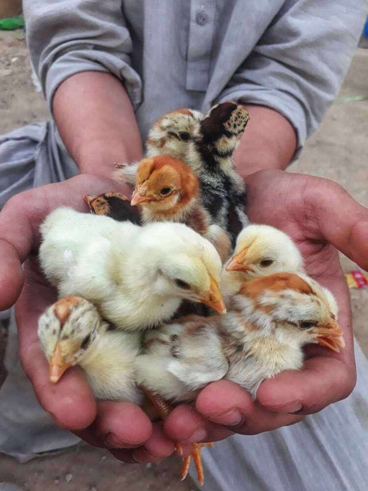 A homesteader is holding adorable chicks in their hand.