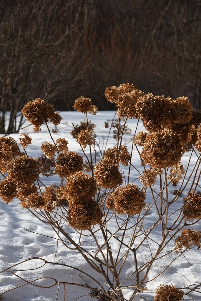 Hydrangea arborescens growing under snow in a winter garden.