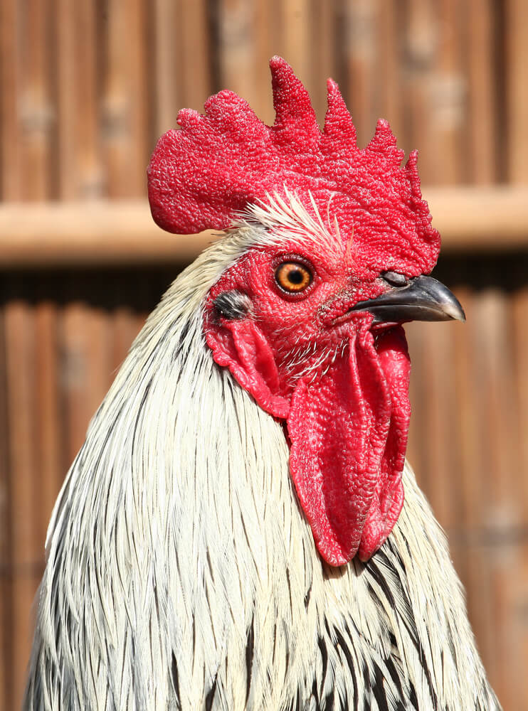 The intense-looking Chantecler rooster stands proudly.