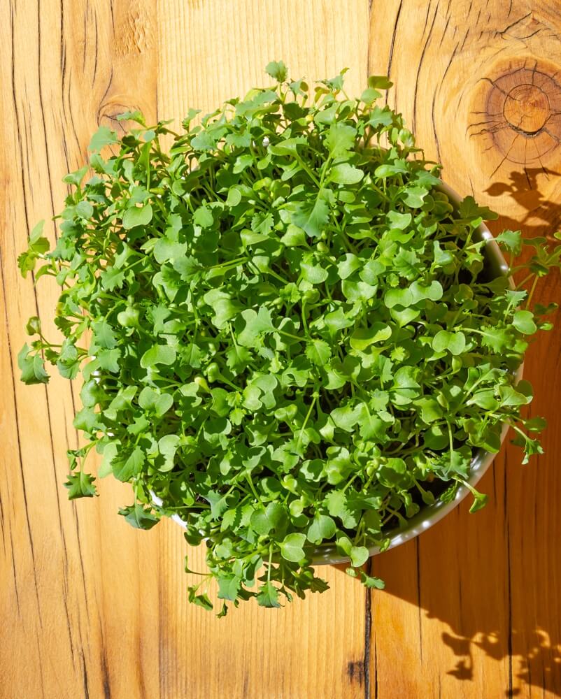 Kale microgreens in a white bowl on a wooden board, close-up from above.