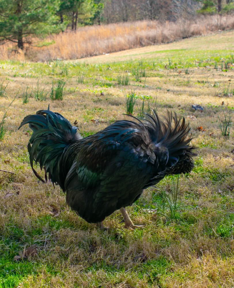 The Langshan rooster is crowing with beautiful feathers while looking for worms.