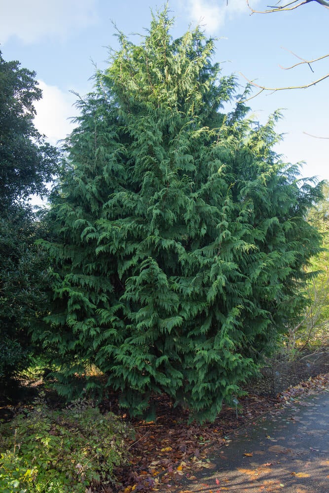 Leyland cypress, an evergreen conifer growing on garden borders.