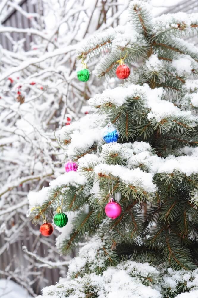 Lovely blue spruce Christmas tree covered in snow and colorful Christmas balls.