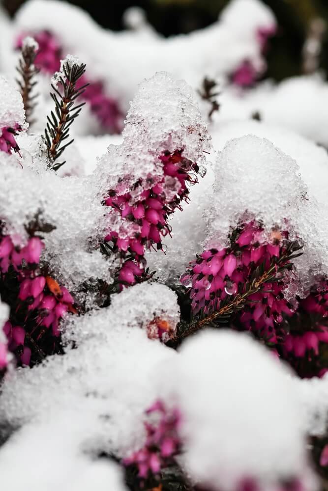 Lovely cyclamen flowers blooming under a thick layer of wet snow.