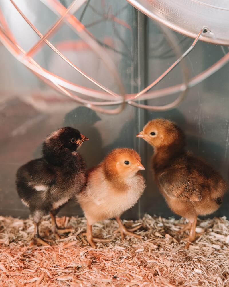 Lovely fluffy baby chicks are in a brooder.